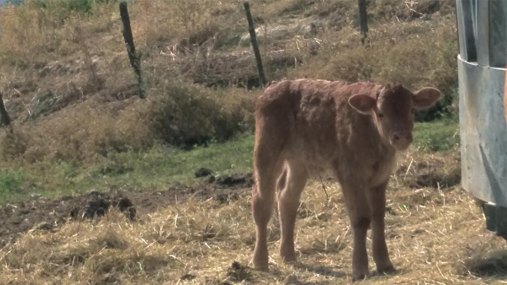 Agriturismo Mandrioli Pratovecchio Kültér fotó