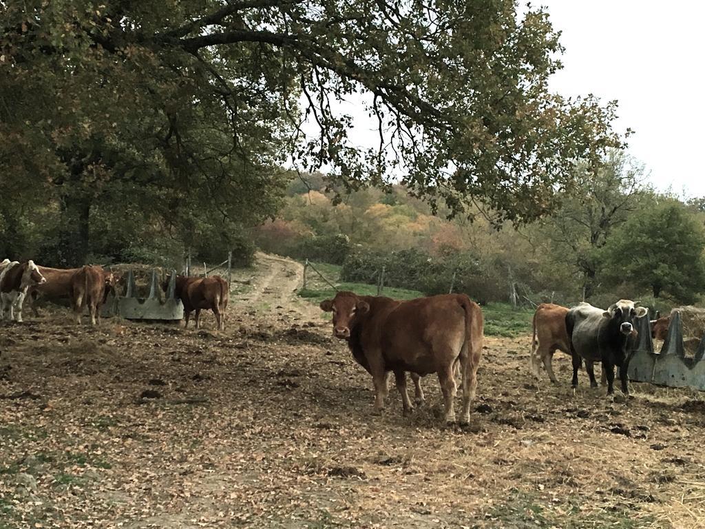Agriturismo Mandrioli Pratovecchio Kültér fotó